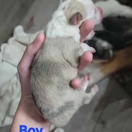 Boy 4 - Dilute red male Australian Shepherd puppy in Blairsville, Georgia from Georgia Peach Aussies