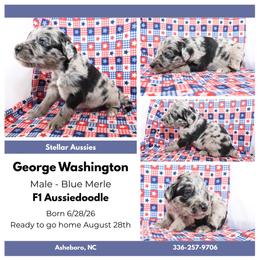 George Washington - Blue merle male Aussiedoodle puppy in Asheboro, North Carolina from Stellar Aussies
