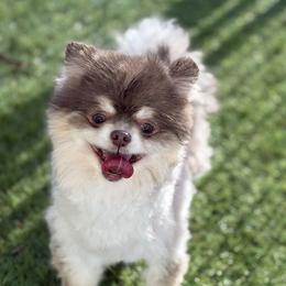 Lucy - Lavender female Pomeranian puppy in Newport Beach, California from Exotic City Pomeranians and chihuahuas