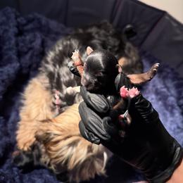 Girl 2 - Blue and gold female Yorkshire Terrier puppy in North Carolina from Many Minnie Yorkies