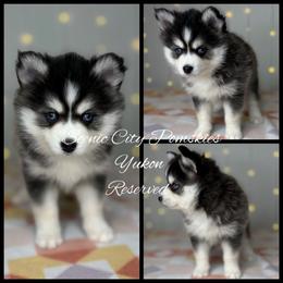 Yukon - Gray and white male Pomsky puppy in Rossville, Georgia from Scenic City Pomskies