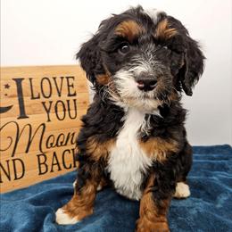 Pippin - Tri-color male Bernedoodle puppy in Granton, Wisconsin from Rose River Farms
