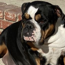 Bulldogs from Zamora Bulldogs