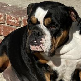 Bulldogs from Zamora Bulldogs