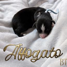Affogato - Black tri male Miniature American Shepherd puppy in Olympia, Washington from Shamayim Shepherds