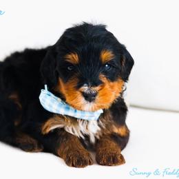 Black Panther - Phantom male Bernedoodle puppy in Diamond Bar, California from Furrytaildoodles