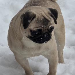Twiggy - Pug