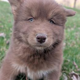 Kit - Red and white female Siberian Husky puppy in Coshocton, Ohio from Wyant Farms