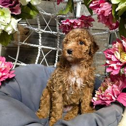 Curly Apricot - Yellow and white male Bernedoodle puppy in Graham, Texas from 2 Rose Ranch Doodles