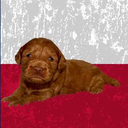 Christi - Caramel red female Australian Labradoodle puppy in Austin, Texas from AussieTex Labradoodles