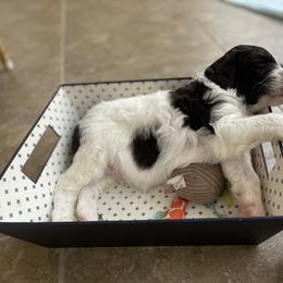 Aussiedoodle Puppies from Deason Doodles