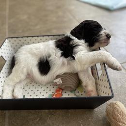 Aussiedoodle Puppies from Deason Doodles