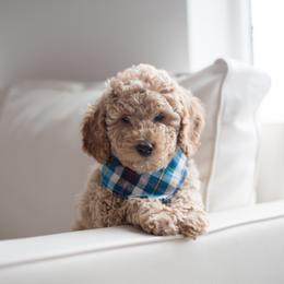 Goldendoodle Puppies from Dashing Doodle Pups