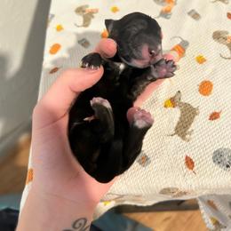 Able - Brindle male Dachshund puppy in Sparks, Nevada from Hursh’s Hounds