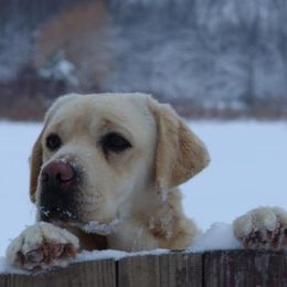 Labrador Retrievers from Accolade Labradors