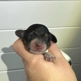 Lightning - Black male Dachshund puppy in Wolf Lake, Indiana from Canisteo Dachshunds