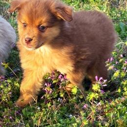 Sonya - Red tri female Toy Australian Shepherd puppy in Smithville, Arkansas from Cooper Creek Aussies