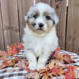 Tyler - Blue merle male Australian Shepherd puppy in Kearney, Nebraska from Helix Aussies