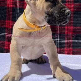 Perro de Presa Canario Puppies from Mesquite Creek Kennels