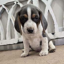 Green - Blue tan and white male Beagle puppy in Henefer, Utah from Lazy G Kennels