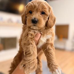 Boy 2 - Apricot male Goldendoodle puppy in North Royalton, Ohio from Johnson's Doodles