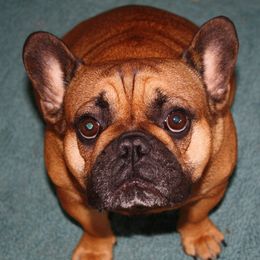 Rambie - French Bulldog