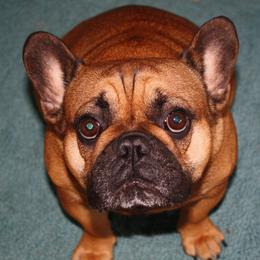 Rambie - French Bulldog
