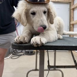 Boy 3 - White male Kuvasz puppy in Ohio from Rising River Kennel Kuvasz
