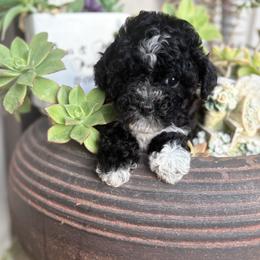 Elsa - Black female Poodle puppy in Anaheim, California from SoCal Toy Poodles