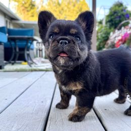 Friends Rachel (Fluffy) - Black and tan female French Bulldog puppy in Salem, Oregon from Toy House Frenchies
