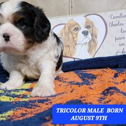 Cavalier King Charles Spaniel Puppies from C.H. Cavaliers