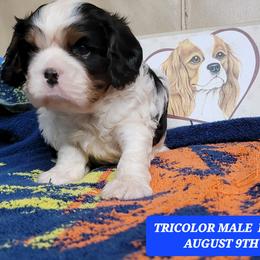 Cavalier King Charles Spaniel Puppies from C.H. Cavaliers