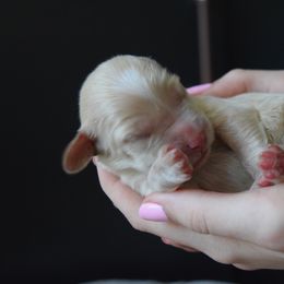 Australian Labradoodle Puppies from Australian Heritage Labradoodles