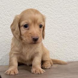 Delilah - Cream female Dachshund puppy in Rising Star, Texas from Boring Weenies