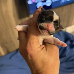 Brown - Black gold and white female Mal-Shi puppy in Walterboro, South Carolina from Puddlejumpers