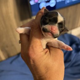 Brown - Black gold and white female Mal-Shi puppy in Walterboro, South Carolina from Puddlejumpers