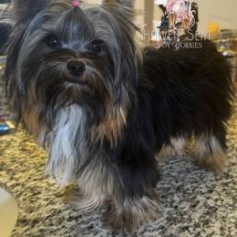 Wednesday - Black and gold female Yorkshire Terrier puppy in Riverside, California from Heaven_sent_toy_yorkies