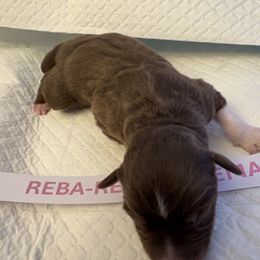 Miniature Australian Shepherd Puppies from MAS LUV