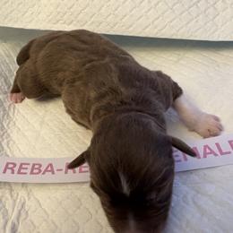 Miniature Australian Shepherd Puppies from MAS LUV