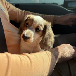 Dachshund Puppies from TG Dachshunds