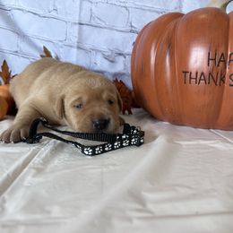 Black - Yellow male Labrador Retriever puppy in Newton Grove, North Carolina from Wayalife Labradors & Gsp’s