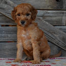 Female 1 - Maroon Collar - Apricot female Irish Doodle puppy in Macedon, New York from Toodles Goldendoodles