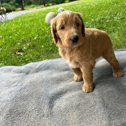 Girl 5 - Apricot female Goldendoodle puppy in Shippensburg, Pennsylvania from Diller Doodle Pups
