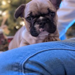 Bulldog and French Bulldog Puppies from Rohde's Road Dog Bullies