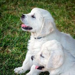 Golden Retriever Puppies from Trusted Valley Retrievers