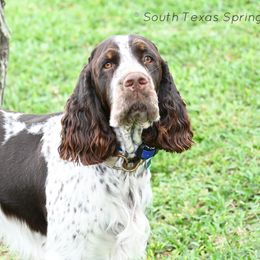 Bruce - English Springer Spaniel