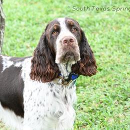 Bruce - English Springer Spaniel