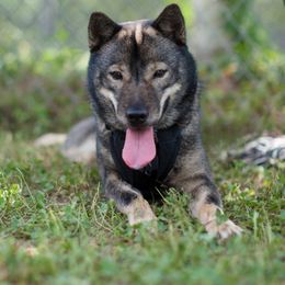 Hokkaido All Grown Up from Kogarashi Kennel 凩荘
