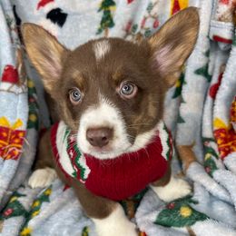 Zero - Liver and white male American Corgi puppy in Grants Pass, Oregon from KnR Antler Dogs