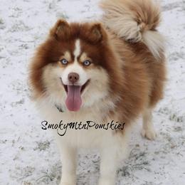 Sarge - Pomsky